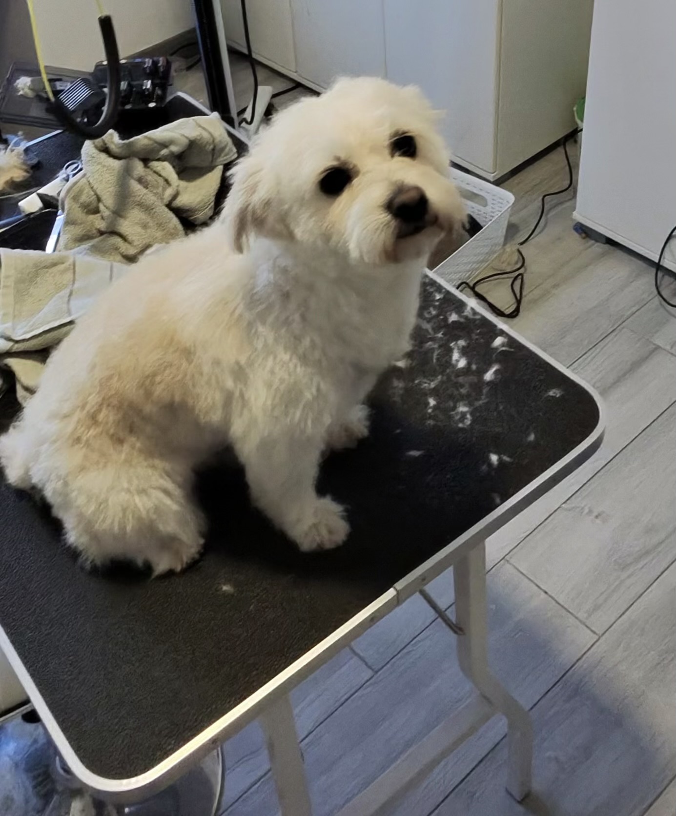 Dog grooming salon Podgorica – GroomingPG beautiful grooming results