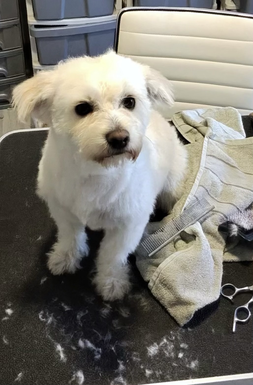 Dog grooming salon Podgorica – GroomingPG beautiful grooming results