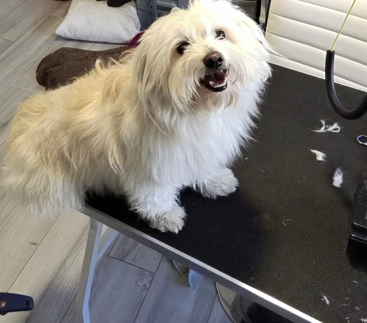 Dog grooming salon Podgorica – GroomingPG beautiful grooming results