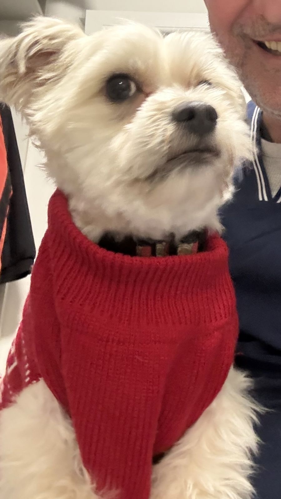 Dog grooming salon Podgorica – GroomingPG beautiful grooming results