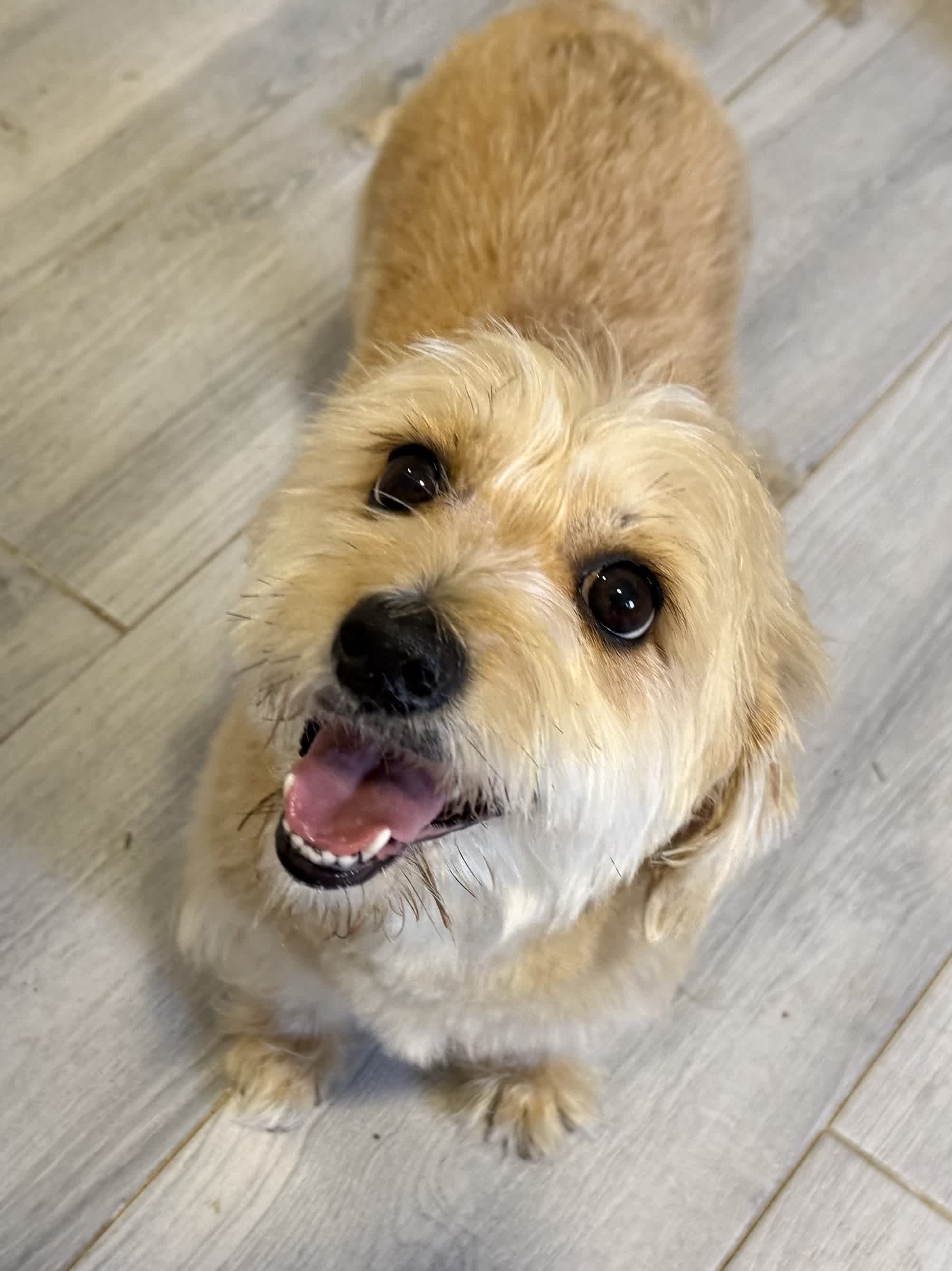 Dog grooming salon Podgorica – GroomingPG beautiful grooming results