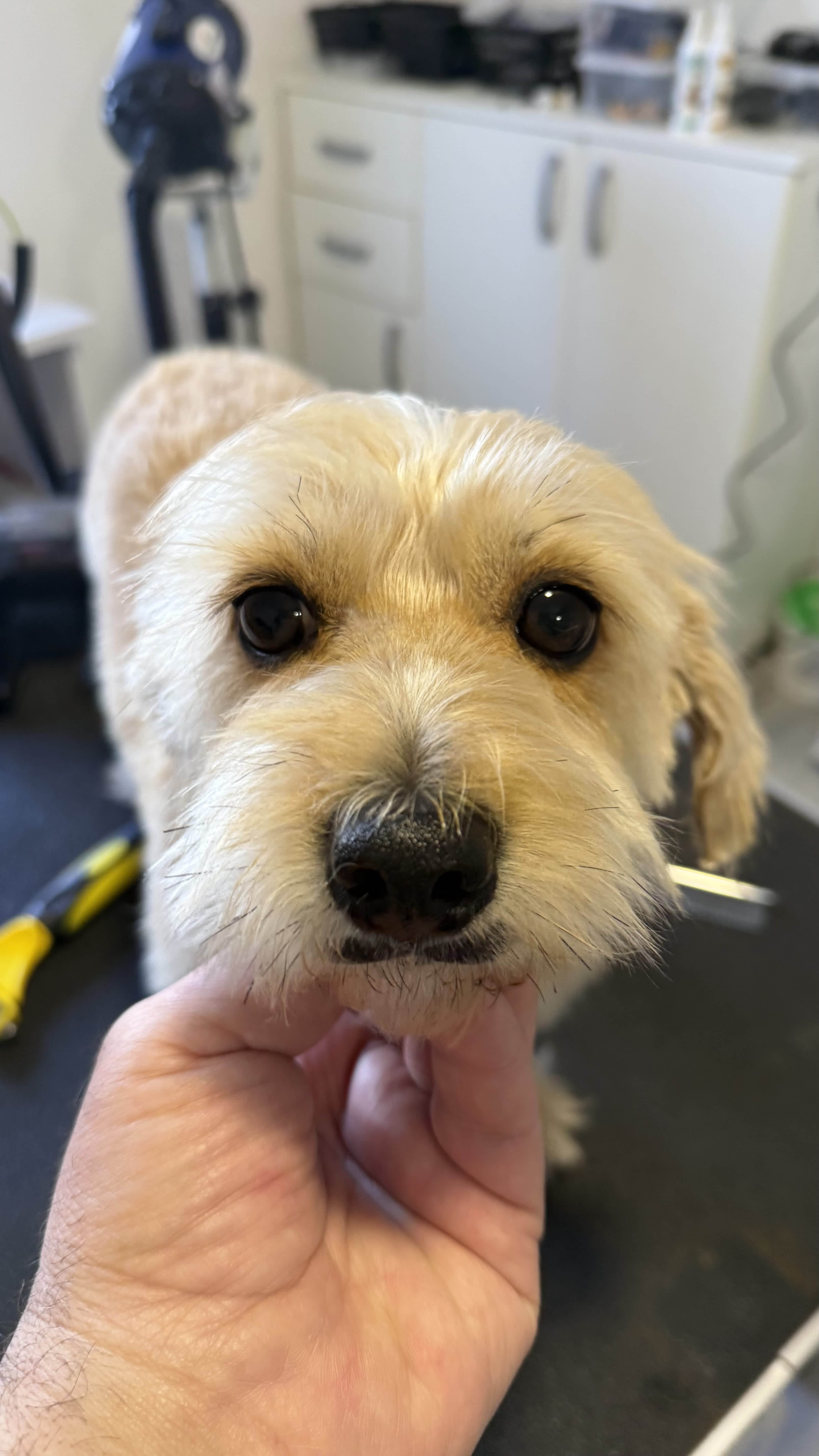 Dog grooming salon Podgorica – GroomingPG beautiful grooming results