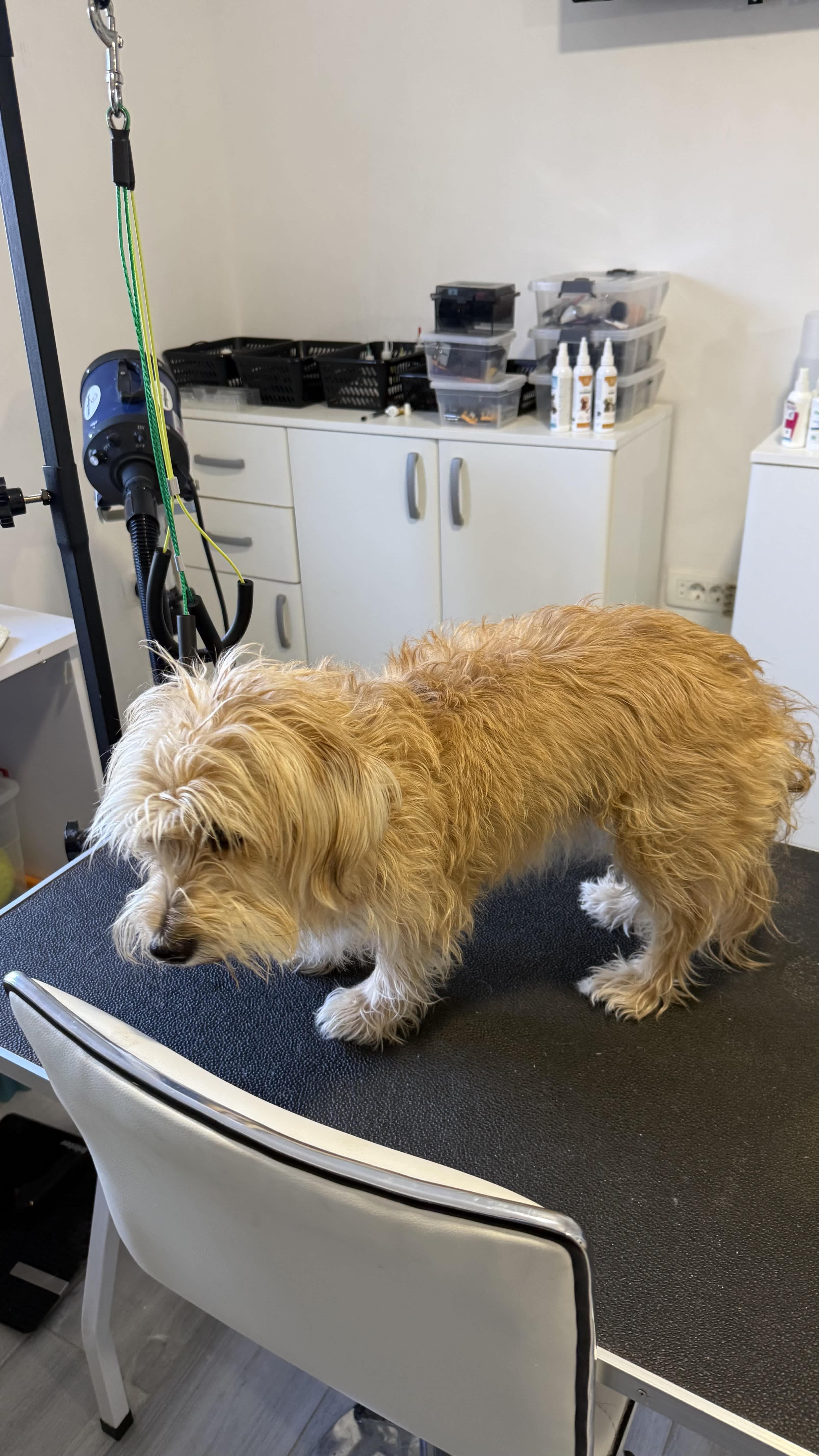 Dog grooming salon Podgorica – GroomingPG beautiful grooming results