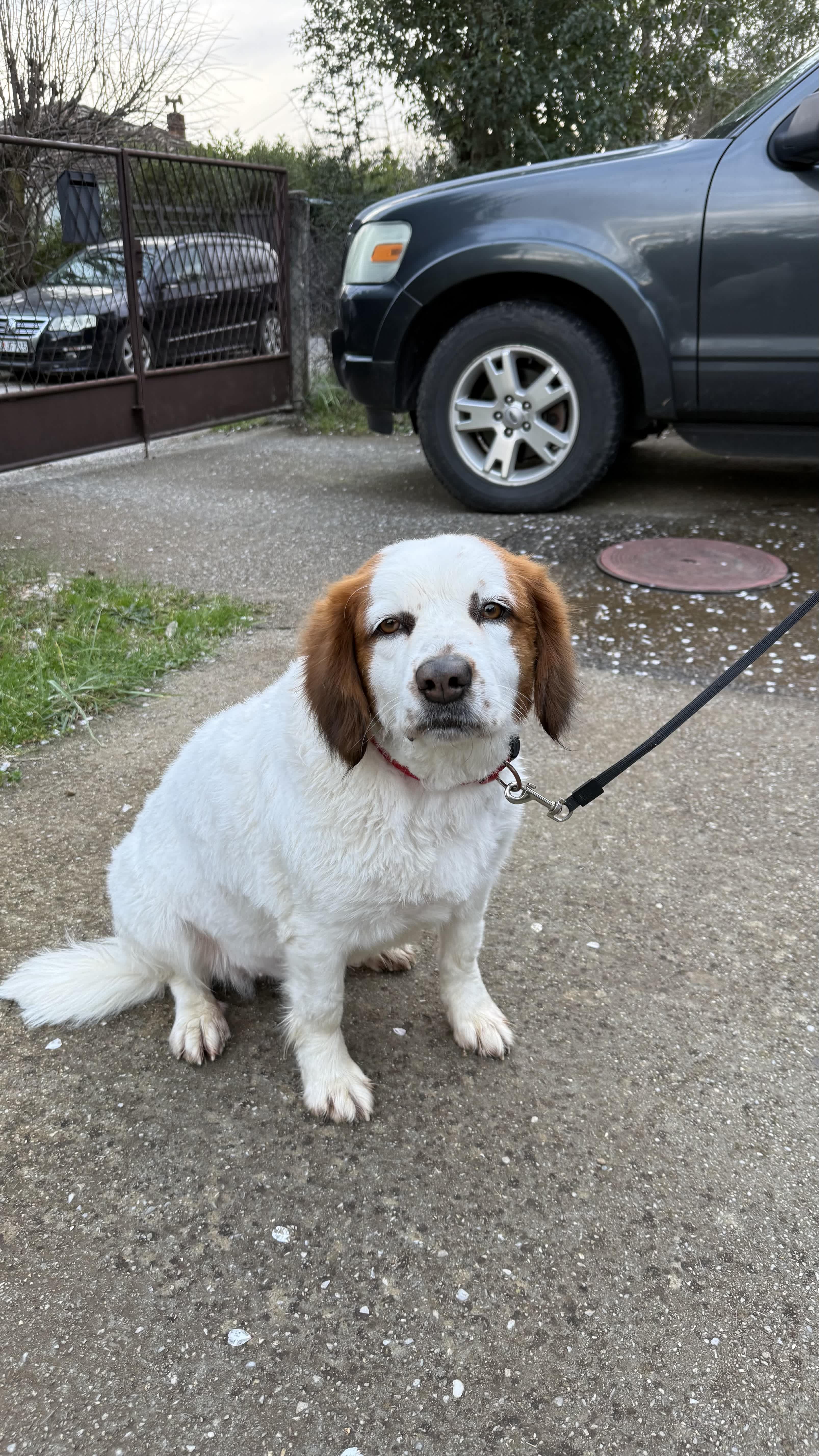 Dog grooming salon Podgorica – GroomingPG beautiful grooming results