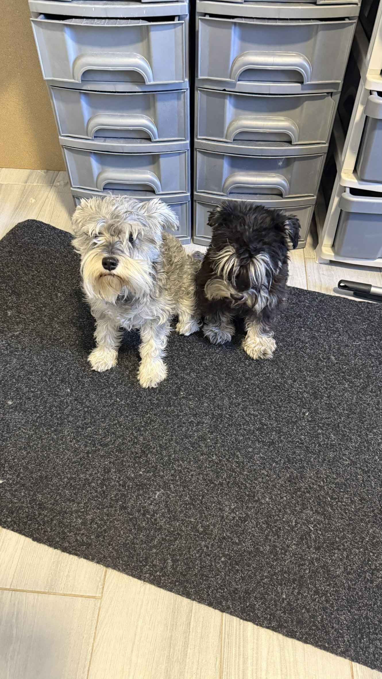 Dog grooming salon Podgorica – GroomingPG beautiful grooming results